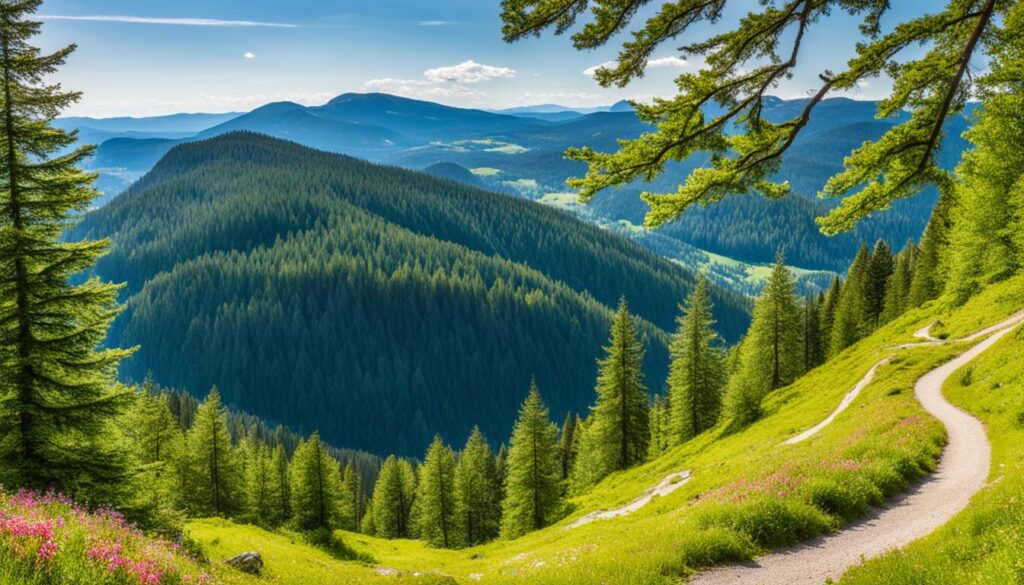 Wanderweg im Bayerischen Wald